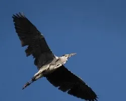 garza