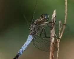 Libélula