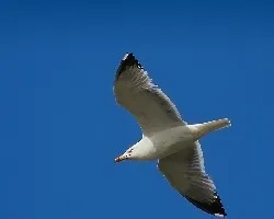 Patiamarilla