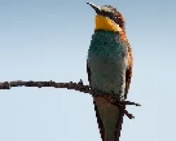 Abejaruco