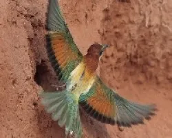 Abejaruco