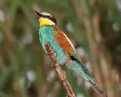 Merops apiaster...
