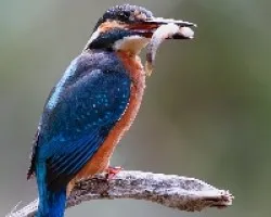 Martín pescador