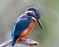 Martín pescador