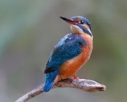 Martín pescador