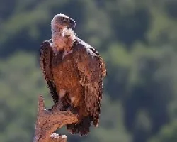 Gyps fulvus