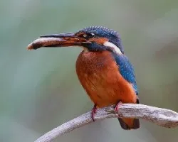 Mi amigo alcedo.