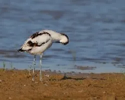 avoceta I