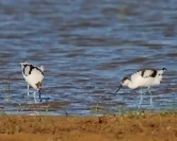 avoceta II