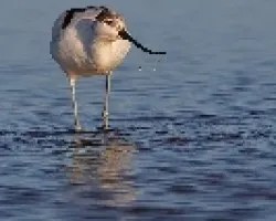 avoceta III