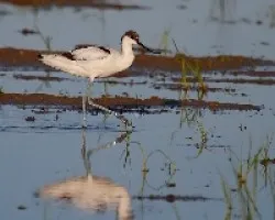 Avoceta común.