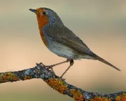Petirrojo