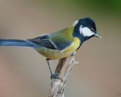 Parus major