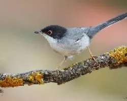 Curruca cabecinegra.