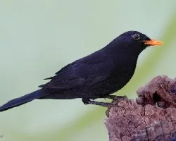 Mirlo común.