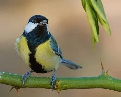 Parus major