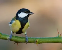 Parus major