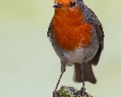 Petirrojo