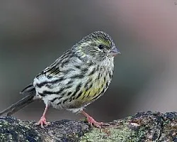 Verdecilla