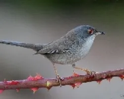 Sylvia melanocephala