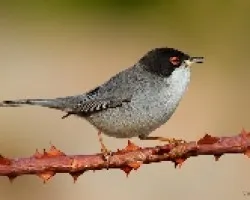 Sylvia melanocephala