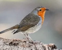Mi peti también os deea feliz navidad