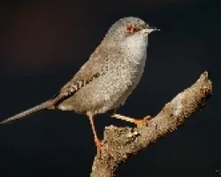 Hembra de curruca