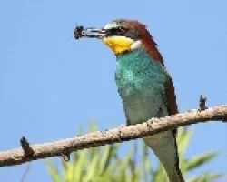 Abejaruco europeo, Merops Apiaster