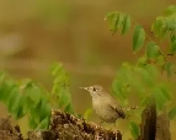 Troglodytes aedon