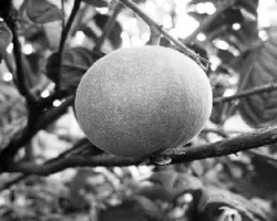 Una guayaba perfecta!!