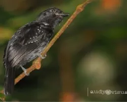 Black-hooded Antshrike -- Thamnophilus bridgesi