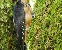 Picoides villosus