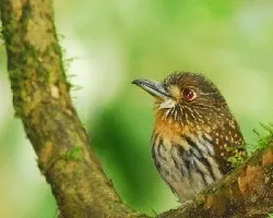 Malacoptila panamensis