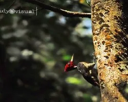 Campephilus guatemalensis