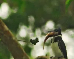 Chloroceryle amazona
