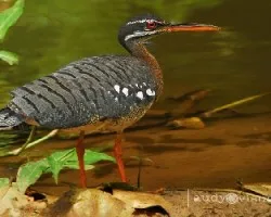 Eurypyga helias