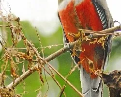 Trogon collaris