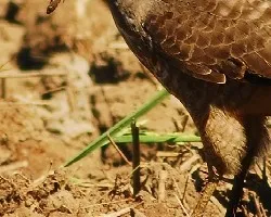 Buteo magnirostris 