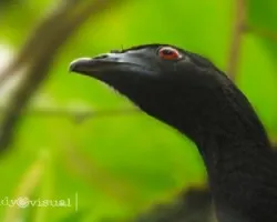 Chamaepetes unicolor