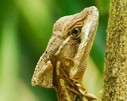 Lagarto Jesús