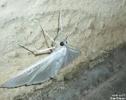 Mariposa nocturna