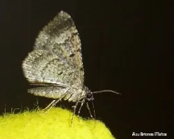 Polilla nocturna