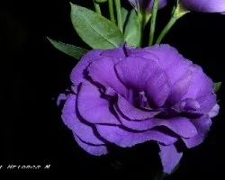 Eustoma grandiflorum 