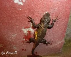 Sceloporus variabilis