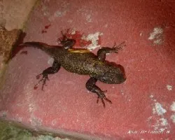 Sceloporus variabilis