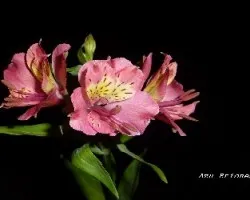 Alstroemeria aurantiaca 