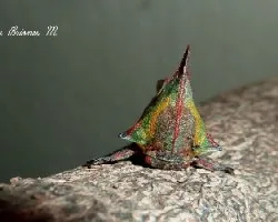 Umbonia crassicornis