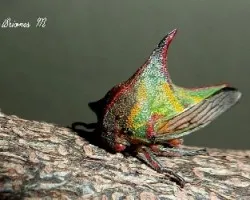Umbonia crassicornis