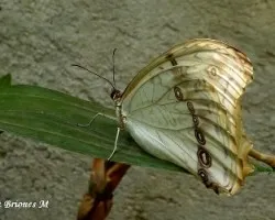 Morpho polyphemus