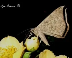 Polilla nocturna